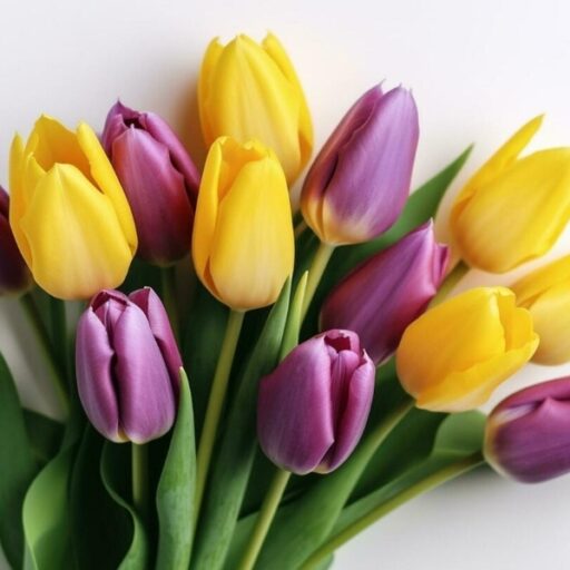 Holland Kiwanis Tulip Festival